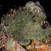 rhinopias_lacy_crci_mb_h_0347_png3280.jpg
